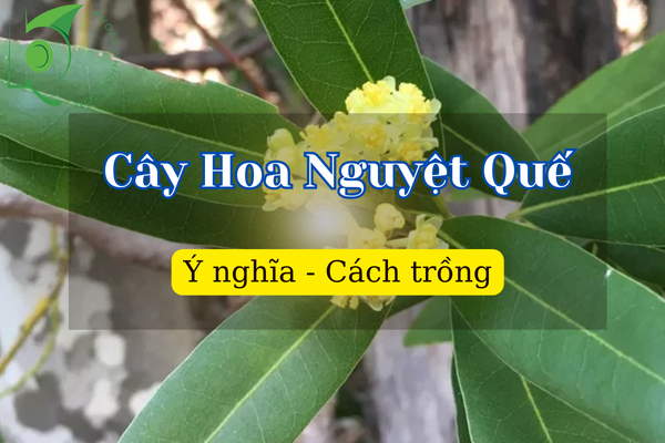 các loại Cây Hoa Nguyệt Quế