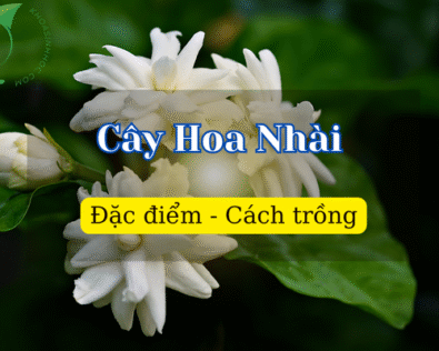 Cây hoa nhài hợp mệnh gì? Cách chăm sóc cây hoa nhài tại nhà
