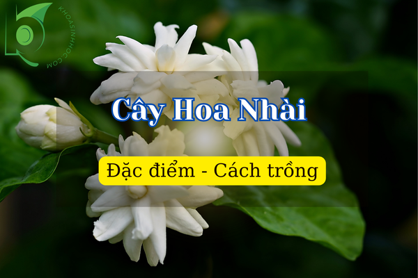 Cây hoa nhài hợp mệnh gì? Cách chăm sóc cây hoa nhài tại nhà