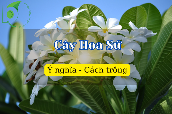 Hướng dẫn cách trồng Cây Hoa Sứ cho người yêu cây cảnh