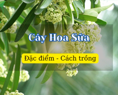 Cây Hoa Sữa là cây gì? Có quả không? Tác dụng và cách trồng