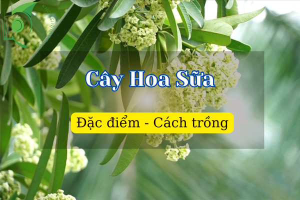 Cây Hoa Sữa là cây gì