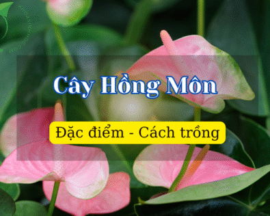 Ý nghĩa cây hồng môn trong phong thủy hợp mệnh gì? Tuổi nào?