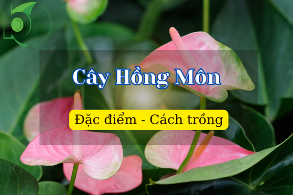 Cây Hồng Môn