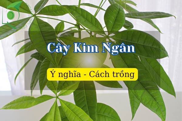 Cây Kim Ngân là cây gì? Có độc không? Hợp với mệnh nào?