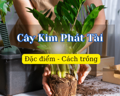 Đặc điểm, ý nghĩa phong thủy và cách trồng Cây Kim Phát Tài