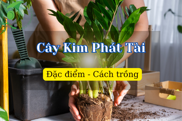 Đặc điểm, ý nghĩa phong thủy và cách trồng Cây Kim Phát Tài