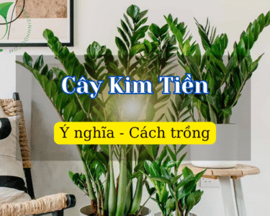 Cây Kim Tiền là cây gì? Các giống thu hút tiền tài vận may