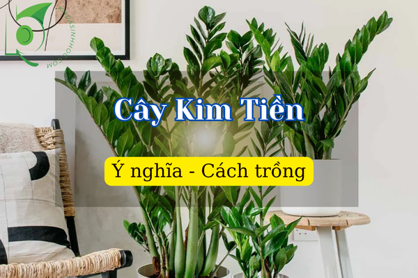 Cây Kim Tiền – Loài cây phong thủy thu hút may mắn, tiền tài