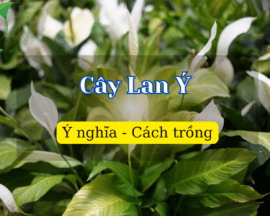 Cây Lan Ý hợp tuổi gì? Mệnh gì? Ý nghĩa, lợi ích phong thủy