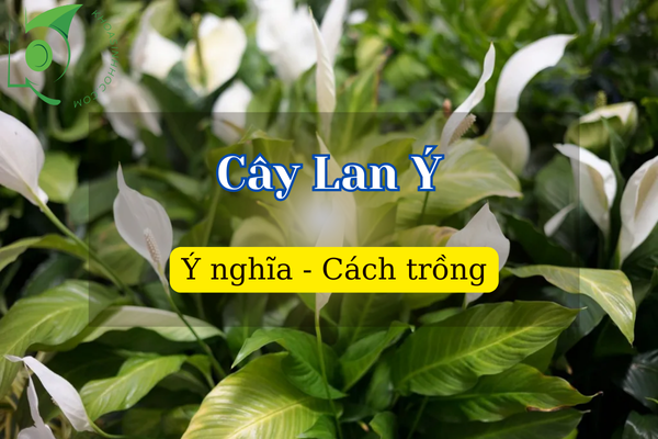 Cây Lan Ý hợp tuổi gì