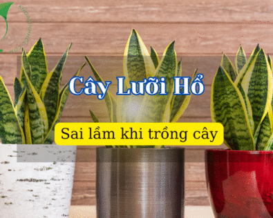 7 Sai lầm khi trồng Cây Lưỡi Hổ không phải ai cũng biết