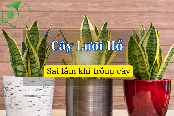 Sai lầm khi trồng Cây Lưỡi Hổ