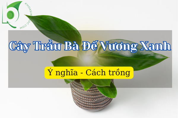 Cây Trầu Bà Đế Vương Xanh