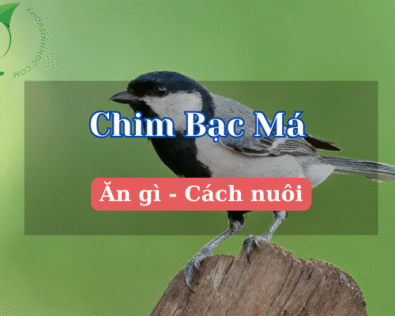 Chim bạc má – Loài chim nhỏ xinh, hót hay, dễ gần