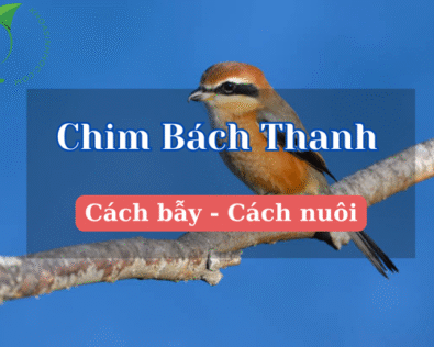 Chim bách thanh – Loài chim thông minh, giọng hót cuốn hút