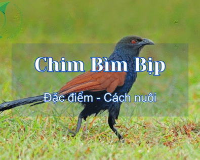 Chim bìm bịp ăn gì? Mẹo bẫy và cách nuôi tại nhà không khó