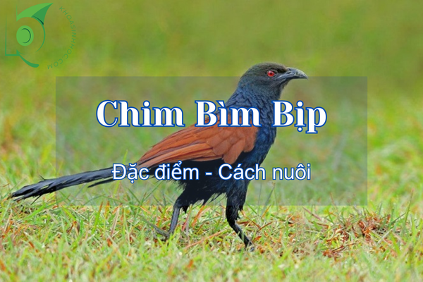 Chim Bìm Bịp ăn gì? Cách bẫy và cách nuôi chim bìm bịp