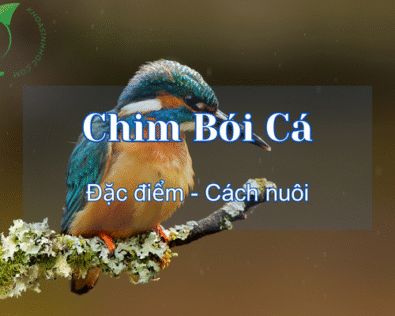 Chim bói cá ăn gì? Có nên nuôi không? Cách nuôi như thế nào?