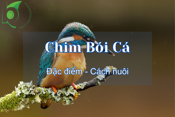 Chim bói cá ăn gì? Có nên nuôi không? Cách nuôi như thế nào?