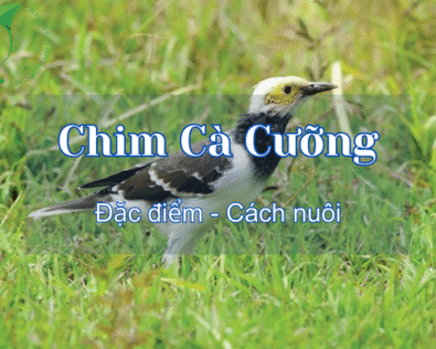 Chim cà cưỡng ăn gì? Hướng dẫn cách nuôi chim cà cưỡng