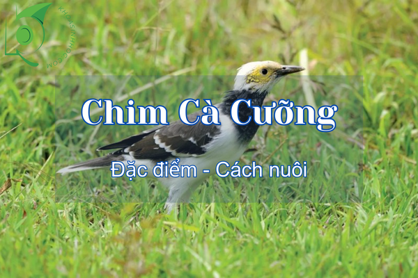 Chim cà cưỡng ăn gì? Hướng dẫn cách nuôi chim cà cưỡng