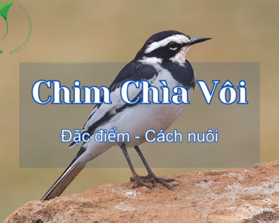 Chim chìa vôi là chim gì? Những điều thú vị về loài chim này