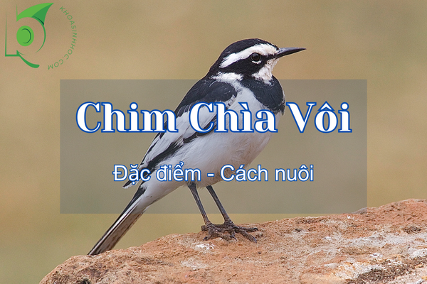 Chim chìa vôi là chim gì? Những điều thú vị về loài chim này