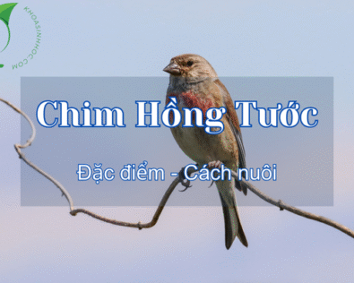 Chim Hồng Tước ăn gì? Tìm hiểu giá chim hồng tước mới nhất