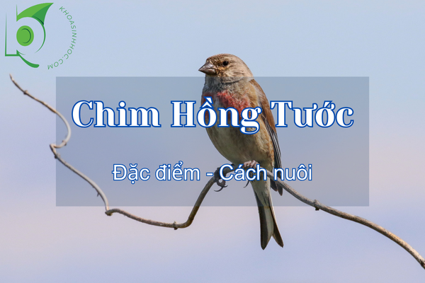 Chim Hồng Tước ăn gì? Tìm hiểu giá chim hồng tước mới nhất