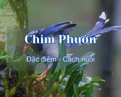 Chim Phướn là chim gì? Có những loại nào? Giá bao nhiêu?