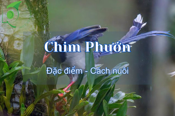 Chim phướn