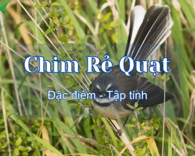 Chim Rẻ Quạt ăn gì? Giá bao nhiêu? Cách nuôi chim khỏe mạnh