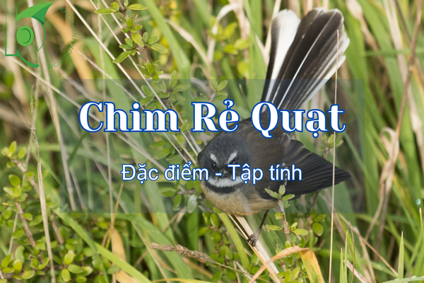 Chim Rẻ Quạt ăn gì? Giá bao nhiêu? Cách nuôi chim khỏe mạnh