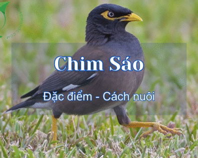 Chim sáo ăn gì? Tìm hiểu về các loại chim sáo và cách nuôi