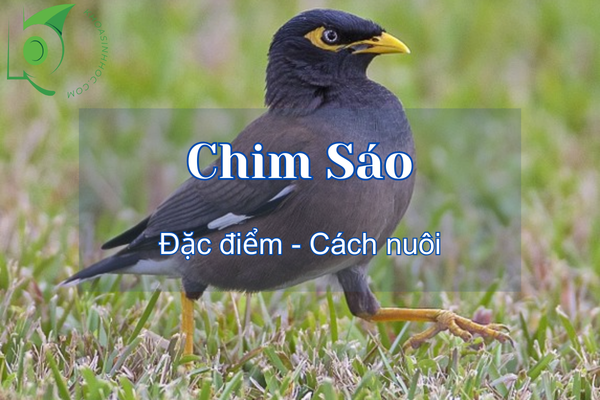 Chim sáo ăn gì? Tìm hiểu về các loại chim sáo và cách nuôi