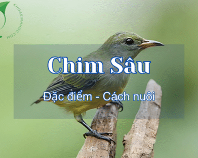 Các loại chim sâu phổ biến, chim sâu ăn gì, ấp trứng ra sao?