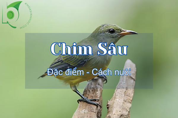 Khám phá các loại chim Sâu, chim sâu ăn gì và cách ấp trứng