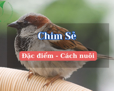 Tất tần tật về đặc điểm của chim sẻ – Loài chim bé mà có võ