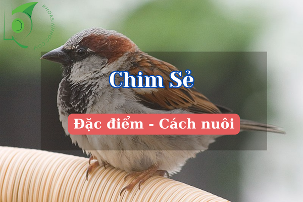 đặc điểm của chim sẻ