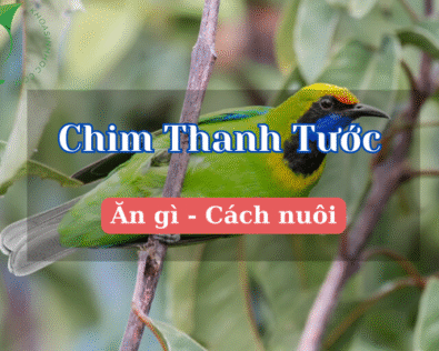 Chim thanh tước – Vẻ đẹp quý phái trong thế giới chim cảnh