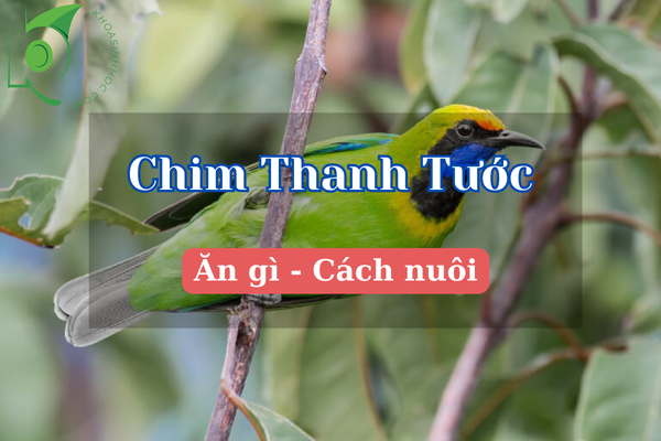 Chim Thanh Tước