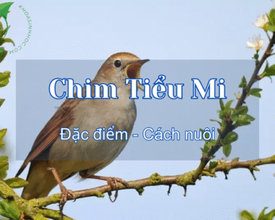 Chim Tiểu Mi sống ở đâu? Cách nuôi cho người mới bắt đầu