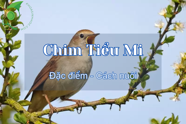 Chim Tiểu Mi sống ở đâu? Cách nuôi cho người mới bắt đầu