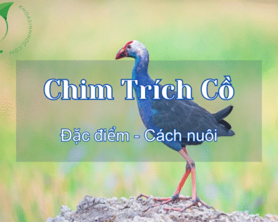 Chim Trích Cồ ăn gì? Giá bao nhiêu? Nuôi như thế nào?