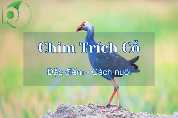 Chim Trích Cồ ăn gì? Giá bao nhiêu? Nuôi như thế nào?