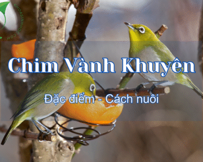 Chim Vành Khuyên ăn gì? Cách nuôi chim vành khuyên tại nhà