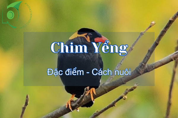 Tìm hiểu về chim Yểng và những điều thú vị bạn chưa biết