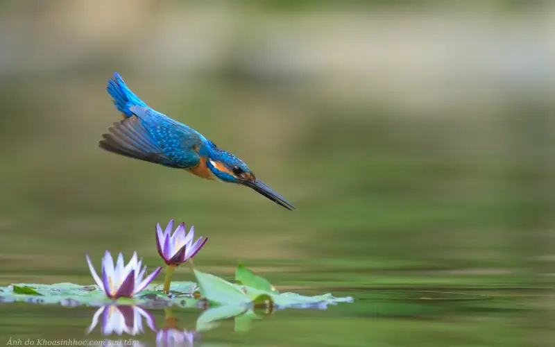 ảnh chim bói cá săn mồi