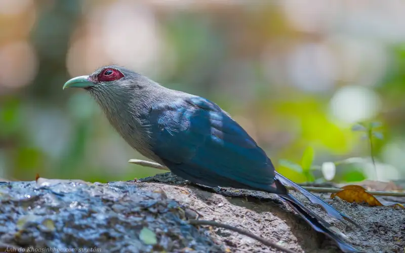 hình ảnh chim phướn rõ ràng